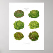 レタス ポスター (正面)