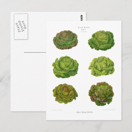 レタス ポストカード (正面/裏面)