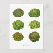 レタス ポストカード (正面)