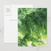 レタス（葉） ポストカード (正面/裏面)