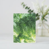 レタス（葉） ポストカード (スタンド正面)