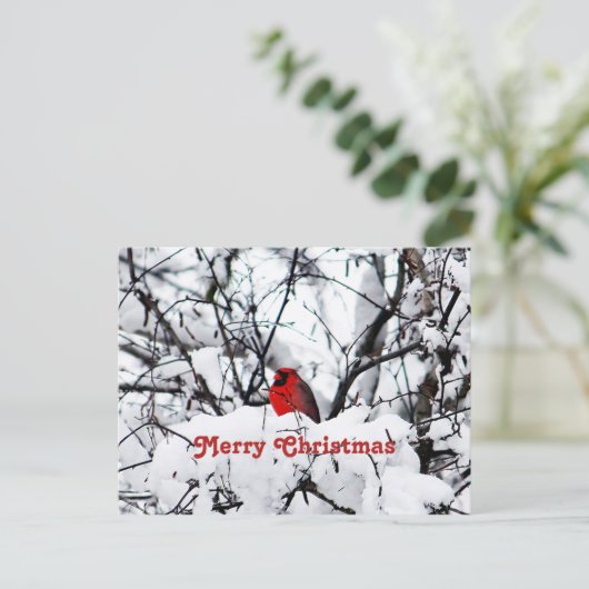 レッかわいらしド(鳥)ショウジョウコウカンチョウ雪の写真クリスマス ポストカード (スタンド正面)
