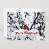 レッかわいらしド(鳥)ショウジョウコウカンチョウ雪の写真クリスマス ポストカード (正面/裏面)