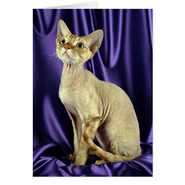 レックス、デボンの赤い虎猫 (正面)