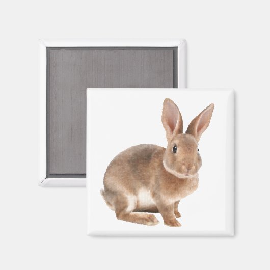 レックス マグネット (正面/裏面)