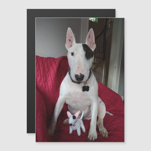 レックスTVテリアとDittoマグネット マグネット招待状 (正面/裏面)