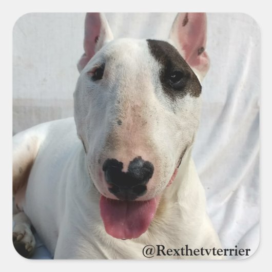 レックスTVテリアのステッカー スクエアシール (正面)