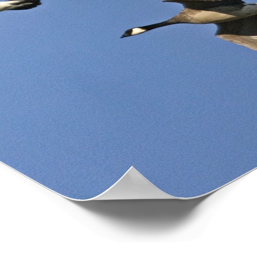 レッサーカナダゲーゼ飛行中 ポスター (角)