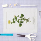 レッサーセランジンボタニカルイラストレーション1885 薄葉紙 (クラフト)