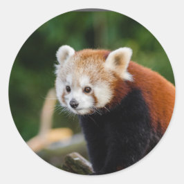 レッサーパンダの自然 ラウンドシール