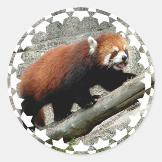 レッサーパンダステッカー ラウンドシール (正面)