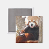 レッサーパンダ座 マグネット (正面/裏面)