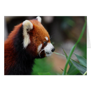 レッサーパンダ