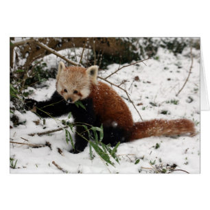 レッサーパンダ