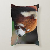 レッサーパンダ アクセントクッション (正面(垂直))