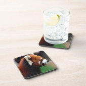 レッサーパンダ コースター (右側)