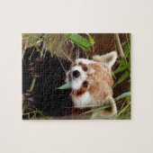 レッサーパンダ ジグソーパズル (横)