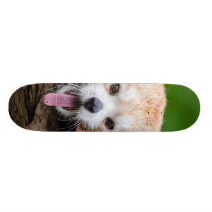 レッサーパンダ スケートボード