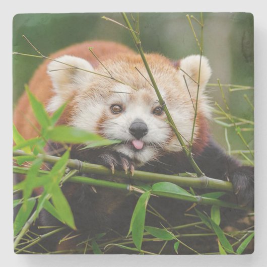 レッサーパンダ ストーンコースター (正面)