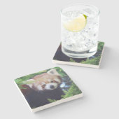 レッサーパンダ ストーンコースター (横)