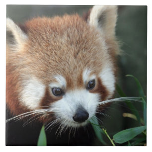 レッサーパンダ タロンガ動物園 シドニー オーストラリア タイル