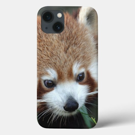 レッサーパンダ タロンガ動物園 シドニー オーストラリア Case-Mate iPhoneケース (裏面)