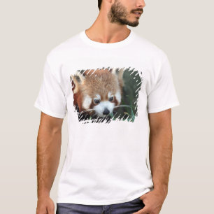 レッサーパンダ タロンガ動物園 シドニー オーストラリア Tシャツ