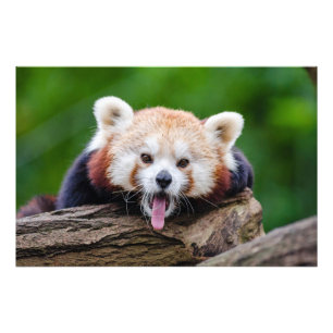 レッサーパンダ フォトプリント