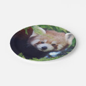 レッサーパンダ ペーパープレート (アングル)