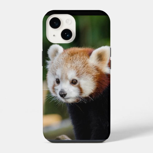 レッサーパンダ 野生動物 iPhoneケース (裏面)