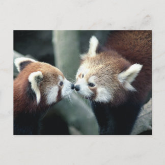 レッサーパンダ #2 ポストカード