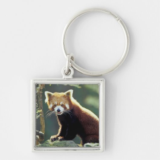 レッサーパンダ(Ailurus fulgens) キーホルダー (正面)