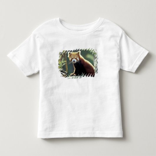 レッサーパンダ(Ailurus fulgens) トドラーTシャツ (正面)