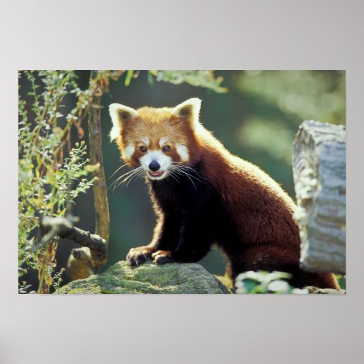 レッサーパンダ(Ailurus fulgens) ポスター (正面)