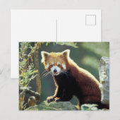 レッサーパンダ(Ailurus fulgens) ポストカード (正面/裏面)