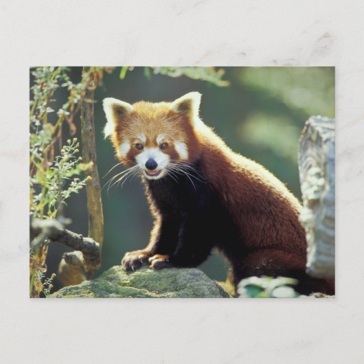 レッサーパンダ(Ailurus fulgens) ポストカード (正面)