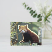 レッサーパンダ(Ailurus fulgens) ポストカード (スタンド正面)