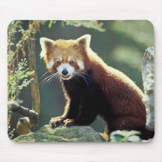 レッサーパンダ(Ailurus fulgens) マウスパッド (正面)