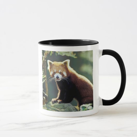レッサーパンダ(Ailurus fulgens) マグカップ (右)
