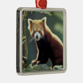 レッサーパンダ(Ailurus fulgens) メタルオーナメント (右)