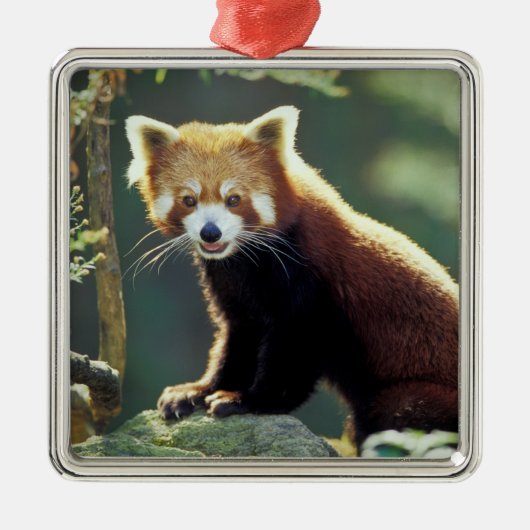 レッサーパンダ(Ailurus fulgens) メタルオーナメント (正面)