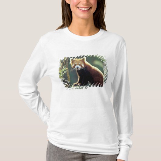 レッサーパンダ(Ailurus fulgens) Tシャツ (正面)