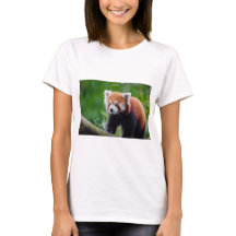 レッサーパンダ