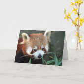 レッサーパンダ、Tarongaの動物園、シドニー、オーストラリア カード (黄色い花)