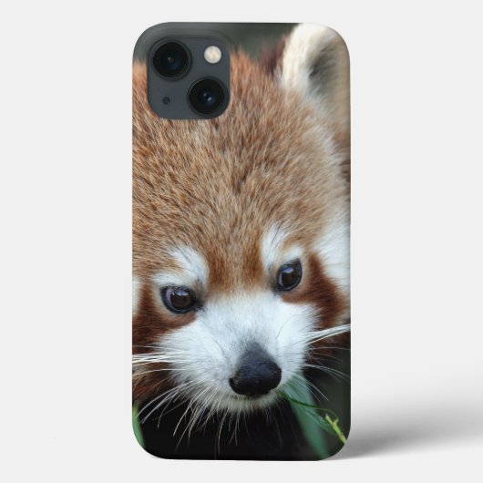 レッサーパンダ、Tarongaの動物園、シドニー、オーストラリア Case-Mate iPhoneケース (裏面)