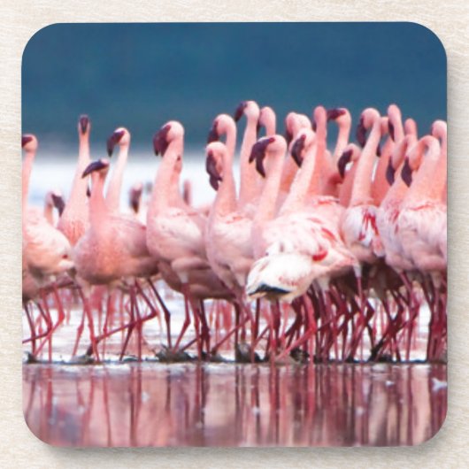 レッサーフラミンゴスの大きなグループ コースター (正面)
