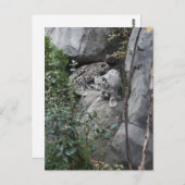 レッジにユキヒョウのカブ ポストカード (正面/裏面)