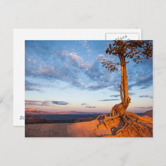 レッジへのツリークリングス,ブライスキャニオン国立公園 ポストカード (正面/裏面)