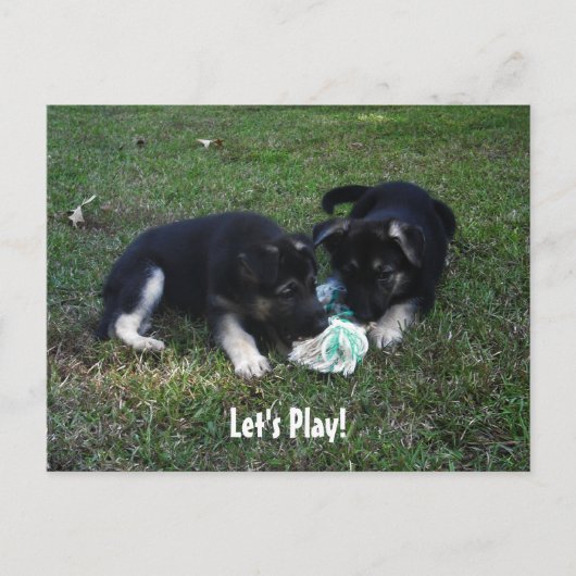 レッツ遊!ドイツの子犬はがき ポストカード (正面)