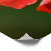 レッドアイスランドポピーの花 ポスター (角)